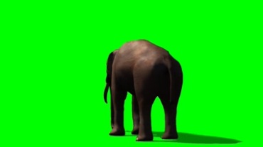 大象的背影绿屏抠像特效视频素材