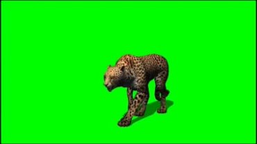 猎豹金钱豹绿屏抠像特效视频素材