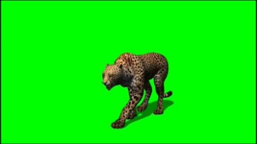 猎豹金钱豹绿屏抠像特效视频素材