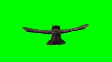 猫头鹰展翅飞行背影绿幕抠像视频素材