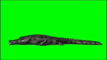 鳄鱼进食吃东西绿幕视频素材