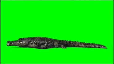 鳄鱼进食吃东西绿幕视频素材