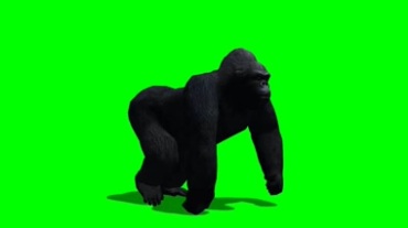 黑猩猩走路姿态绿屏抠像特效视频素材