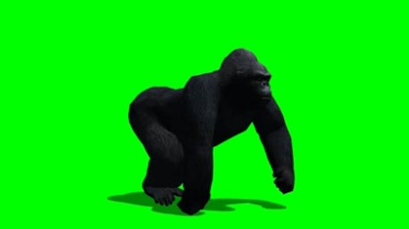 黑猩猩走路姿态绿屏抠像特效视频素材