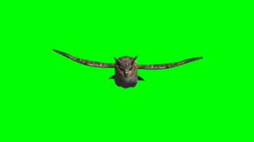 猫头鹰飞翔绿幕背景特效视频素材
