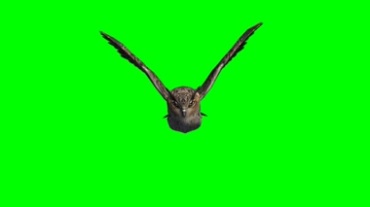猫头鹰飞翔绿幕背景特效视频素材