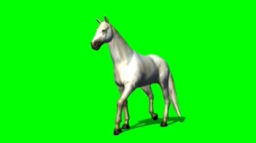 白马踱步绿幕背景透明抠像特效视频素材