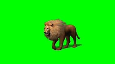 狮子狮王公狮绿幕抠像视频素材