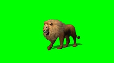 狮子狮王公狮绿幕抠像视频素材