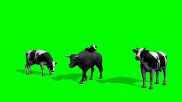 奶牛黑牛绿屏背景透明抠像动态特效视频素材