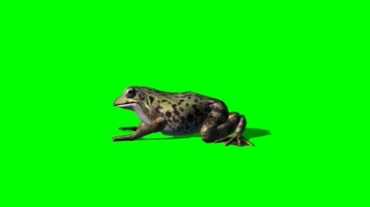 青蛙绿屏抠像特效 田鸡绿幕抠图视频素材