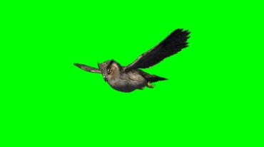猫头鹰空中飞翔绿幕背景透明抠像特效视频素材