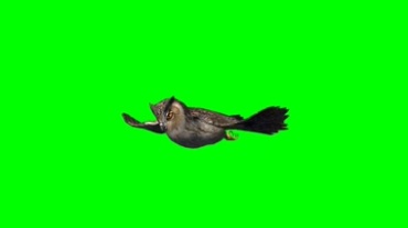 猫头鹰空中飞翔绿幕背景透明抠像特效视频素材