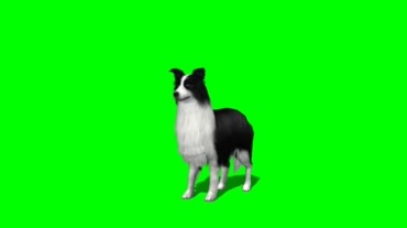 漂亮的长毛狗绿幕背景透明抠像特效视频素材