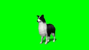 漂亮的长毛狗绿幕背景透明抠像特效视频素材