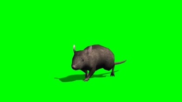老鼠绿幕抠像特效视频素材