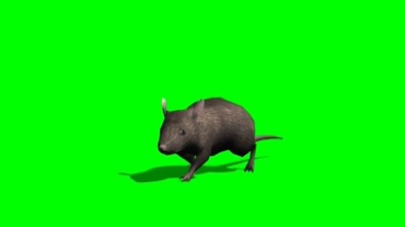 老鼠绿幕抠像特效视频素材