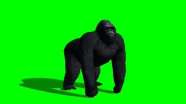 黑猩猩四脚着地绿屏抠像视频素材