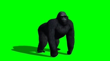 黑猩猩四脚着地绿屏抠像视频素材