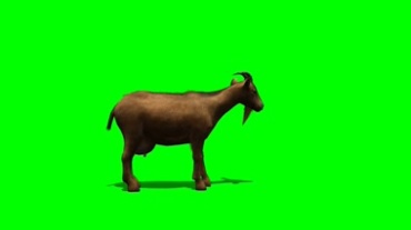 山羊绿幕背景视频素材