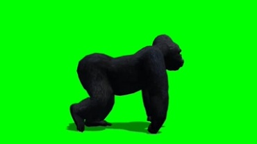 黑猩猩四脚行走姿态优美绿屏抠像特效视频素材