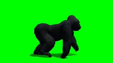 黑猩猩四脚行走姿态优美绿屏抠像特效视频素材