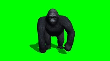 黑猩猩正面行走绿屏抠像特效视频素材