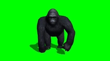 黑猩猩正面行走绿屏抠像特效视频素材