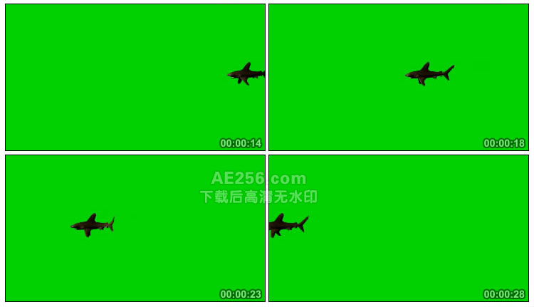 鲨鱼黑鲨游弋绿幕背景透明抠像特效视频素材