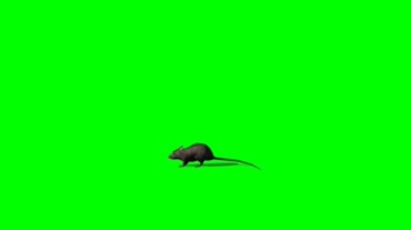 老鼠吱吱绿幕透明抠像特效视频素材