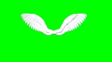 大羽毛翅膀展翅拍打透明抠像绿幕背景视频素材