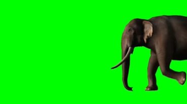 大象走路动作绿屏背景抠像特效视频素材