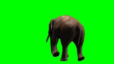 大象走路动作绿屏背景抠像特效视频素材