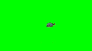 鱼儿水里游来游去的姿态绿屏抠像特效视频素材