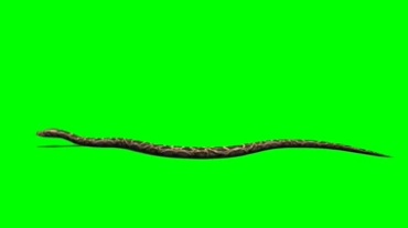 蛇爬行S形动作绿屏抠像特效视频素材