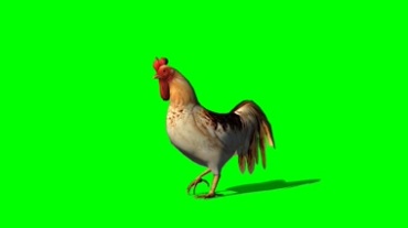 大公鸡绿幕背景抠像特效视频素材