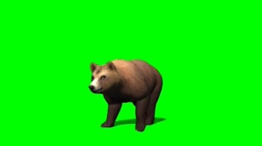 大灰熊绿幕背景视频素材