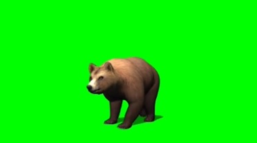 大灰熊绿幕背景视频素材