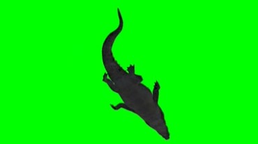 鳄鱼游泳动作绿屏抠像特效视频素材