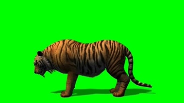 老虎吃食动作绿幕背景透明抠像特效视频素材