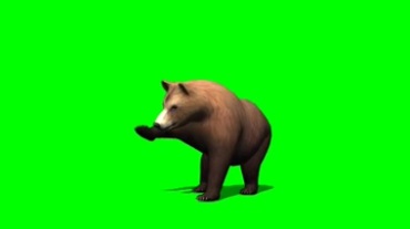 狗熊灰熊挠人动作绿幕抠像视频素材