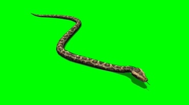 蛇爬行动作绿屏抠像特效视频素材