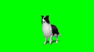 狗动态绿幕背景透明抠像特效视频素材