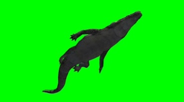 鳄鱼游水仰拍肚皮绿幕视频素材