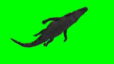 鳄鱼游水仰拍肚皮绿幕视频素材