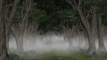 森林白雾萦绕视频素材