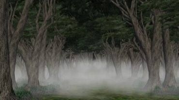 森林白雾萦绕视频素材