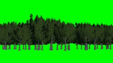 树林树木绿屏抠像特效视频素材