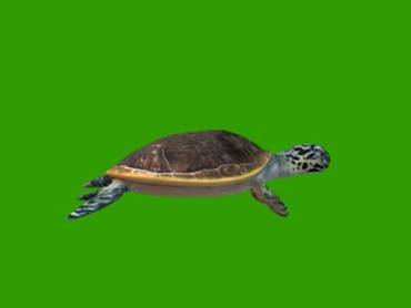 海龟潜水游泳游水动作姿势绿屏抠像视频素材