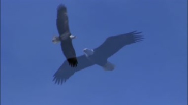 老鹰空中展翅飞行翱翔视频素材